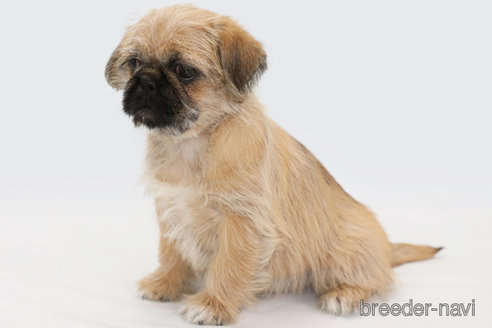 成約済の神奈川県のミックス犬-295458の2枚目